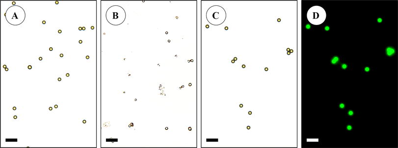 Development of a method for the detection of polystyrene microplastics in  paraffin-embedded histological sections | SpringerLink