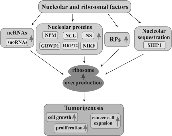 Do Plant Cells Have A Nucleolus / 10 Amazing Facts About Plant Cells Tutor Pace - Do plant cells have a nucleolus.