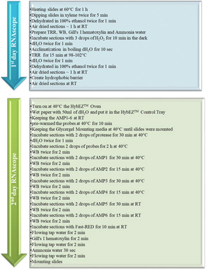 Getting Started with RNAscope™ Image Analysis in HALO® - Indica Labs