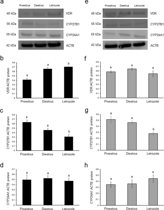 Altered Vitamin D 3 Metabolism In The Ovary And Periovarian Adipose Tissue Of Rats With Letrozole Induced Pcos Springerlink
