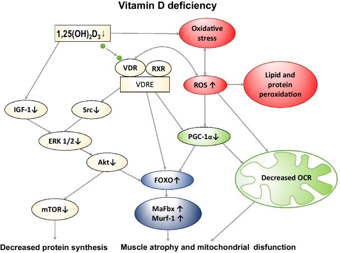 Mechanisms of vitamin D on skeletal muscle function: oxidative stress,  energy metabolism and anabolic state | SpringerLink