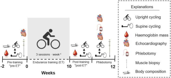 Blood volume expansion does not explain the increase in peak oxygen uptake induced by of endurance training | SpringerLink