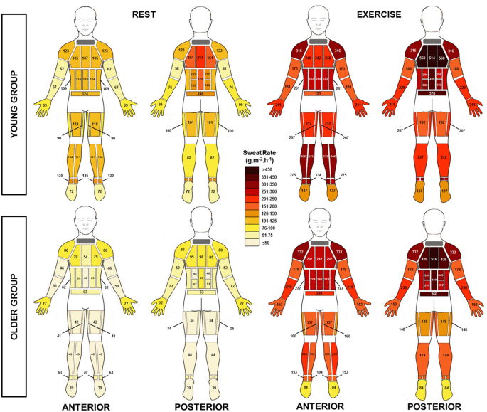 Body Mapping Of Regional Sweat Distribution In Young And Older Males Springerlink Body Mapping Of Regional Sweat Distribution In Young And Older Males Springerlink