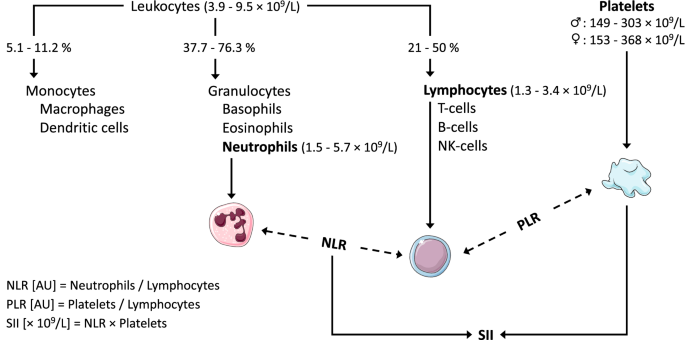 Transferring clinically established immune inflammation markers into  exercise physiology: focus on neutrophil-to-lymphocyte ratio, platelet-to-lymphocyte  ratio and systemic immune-inflammation index | SpringerLink