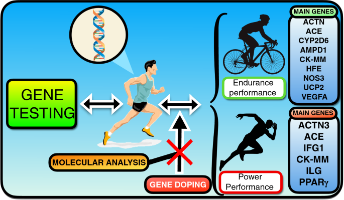 Genetics and sports performance: the present and future in the