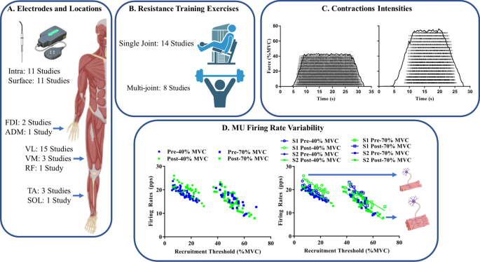 Resistance exercise training and the motor unit | European Journal 