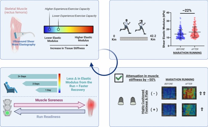 Skeletal muscle elastic modulus in marathon distance runners | European ...