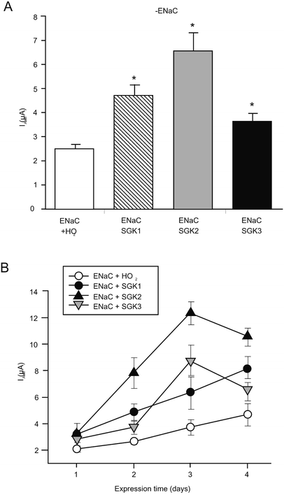 The Serine Threonine Kinases Sgk2 And Sgk3 Are Potent Stimulators Of The Epithelial Na Channel A B G Enac Springerlink The Serine Threonine Kinases Sgk2 And Sgk3 Are Potent Stimulators Of The Epithelial Na Channel A B G Enac Springerlink