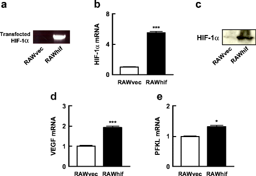 macrophage scavenger receptor