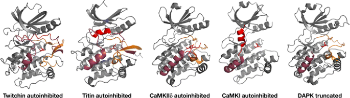 Cytoskeletal Protein Kinases Titin And Its Relations In Mechanosensing Springerlink