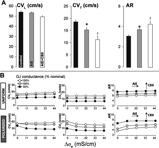 Sodium channels in the Cx43 gap junction perinexus may constitute a cardiac  ephapse: an experimental and modeling study | SpringerLink