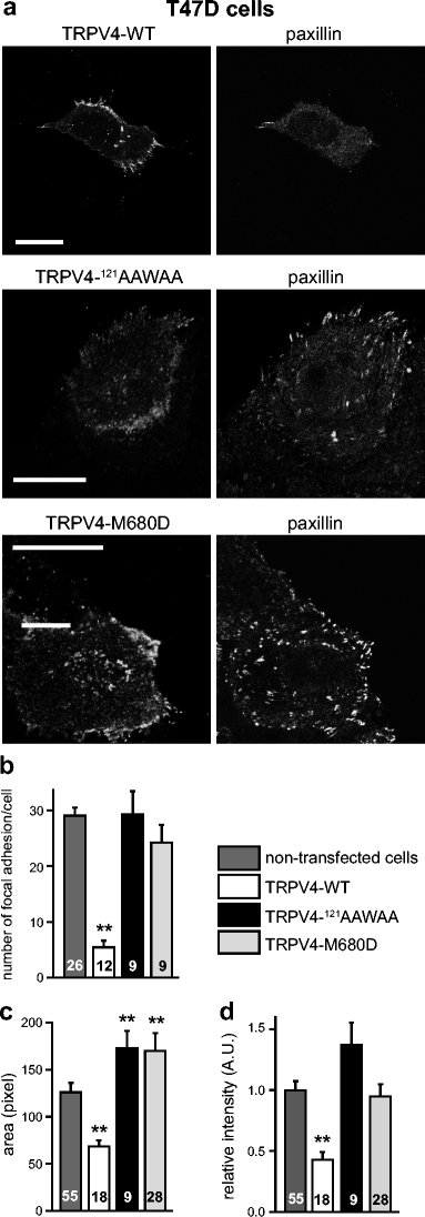 TRPV4 participates in the establishment of trailing adhesions and  directional persistence of migrating cells | SpringerLink