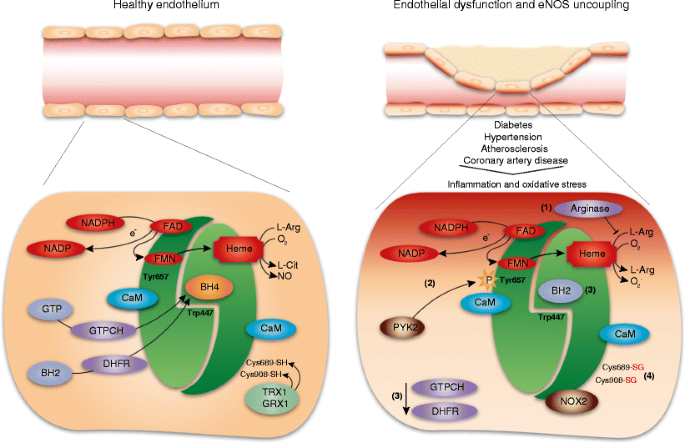 PDF) A noninhibitory mutant of the caveolin-1 scaffolding domain enhances  eNOS-derived NO synthesis and vasodilation in mice