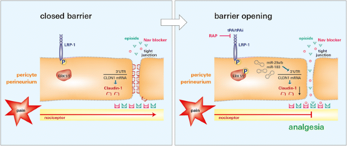 Barrier Function In The Peripheral And Central Nervous System A Review Springerlink