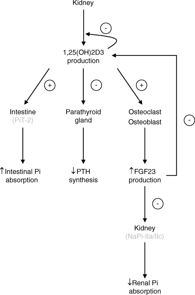 Physiological regulation of phosphate by vitamin D, parathyroid hormone  (PTH) and phosphate (Pi) | SpringerLink