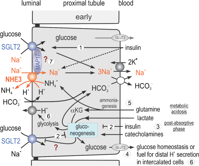 Glucose Transporters In The Kidney In Health And Disease Springerlink