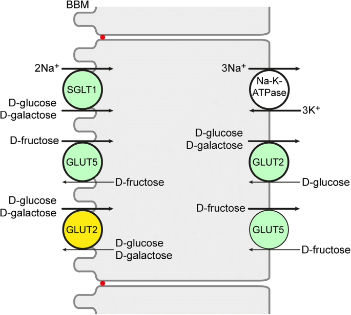 Glucose transporters in the small intestine in health and disease |  SpringerLink