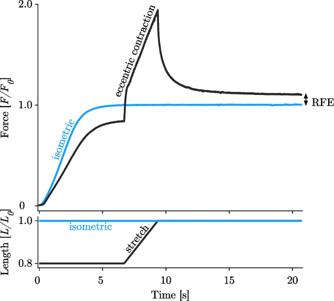 Eccentric muscle contractions: from single muscle fibre to whole 