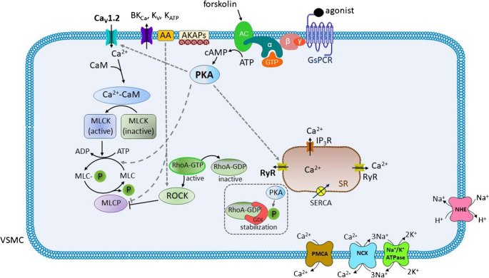 cost of cjc-1295 ipamorelin per month 2025 CJC-1295/Ipamorelin