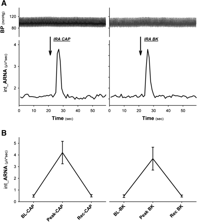Effects of intrarenal afferent stimulation by bradykinin on renal ...