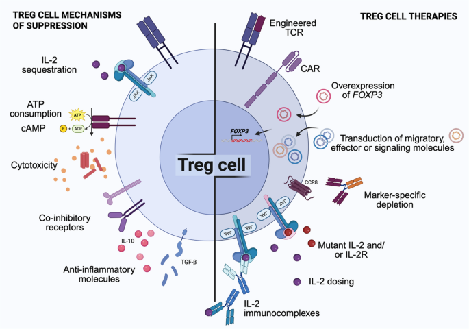 From chaos to control: Nobel insights in regulatory T cells and immune ...