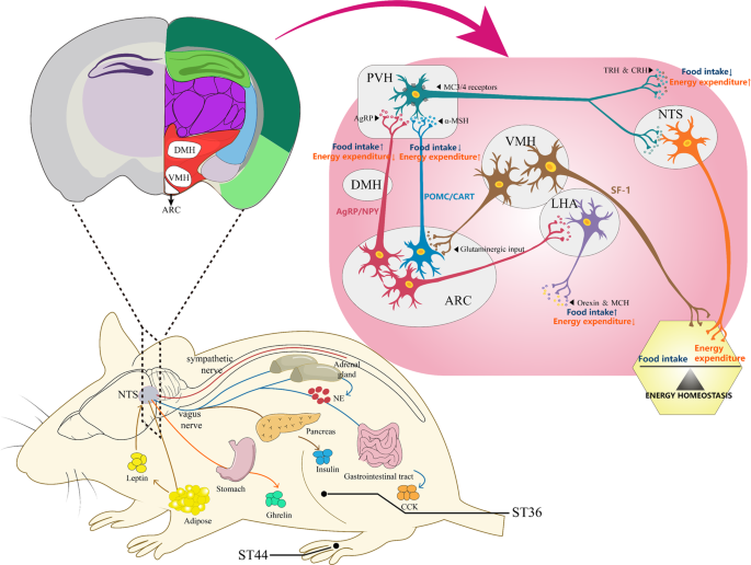 Electroacupuncture as a therapeutic intervention for obesity ...