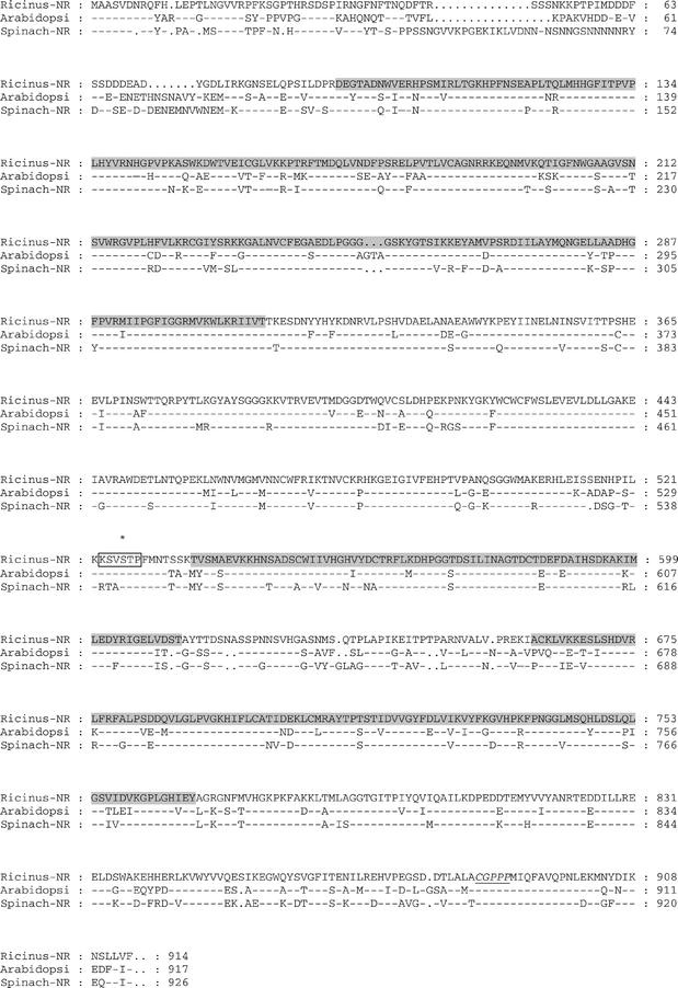 Molecular Cloning And Characterization Of Nitrate Reductase From Ricinus Communis L Heterologously Expressed In Pichia Pastoris Springerlink