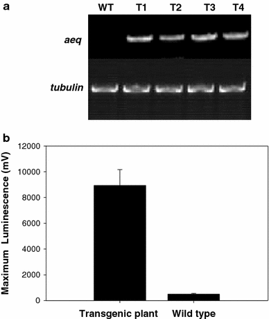 Fungal elicitor Pep-25 increases cytosolic calcium ions, H 2 O 2 ...