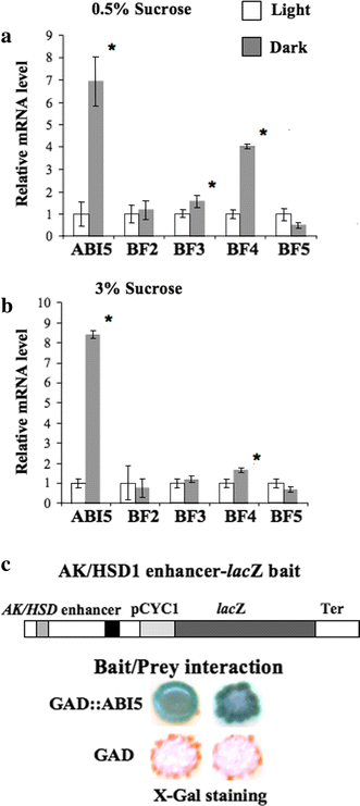 Transcriptional control of aspartate kinase expression during