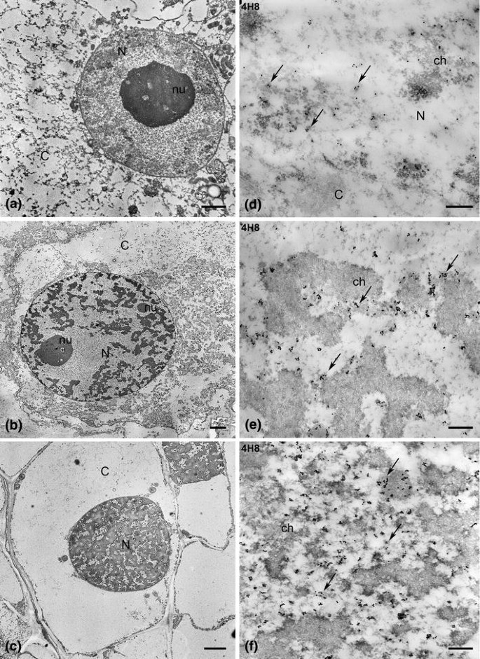 Лейкоциты wbc. Agc клетки. Стоматика диагностичнское препарирование микроскопом. Квантификация иллюстрация. Nucleoli.