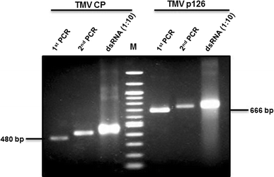 Exogenous Application Of Double Stranded Rna Molecules From Tmv P126 And Cp Genes Confers Resistance Against Tmv In Tobacco Springerlink Exogenous Application Of Double Stranded Rna Molecules From Tmv P126 And Cp Genes Confers Resistance Against Tmv In Tobacco Springerlink