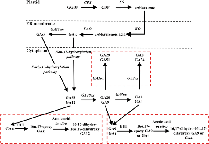 The Genetic And Molecular Basis Of Crop Height Based On A Rice Model Springerlink