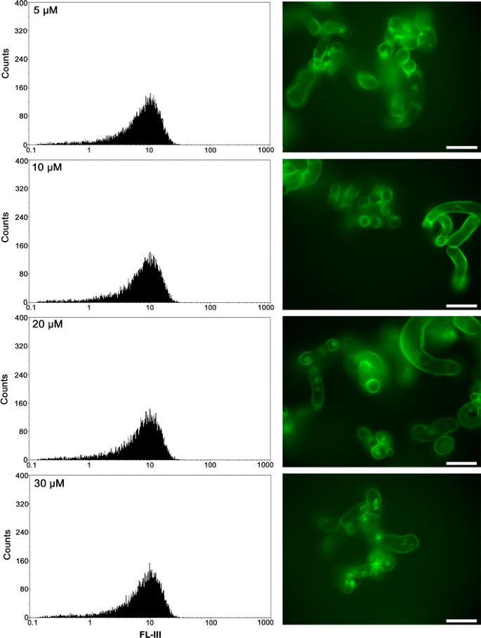 Application of flow cytometry with a fluorescent dye to measurement of  intracellular nitric oxide in plant cells | Planta