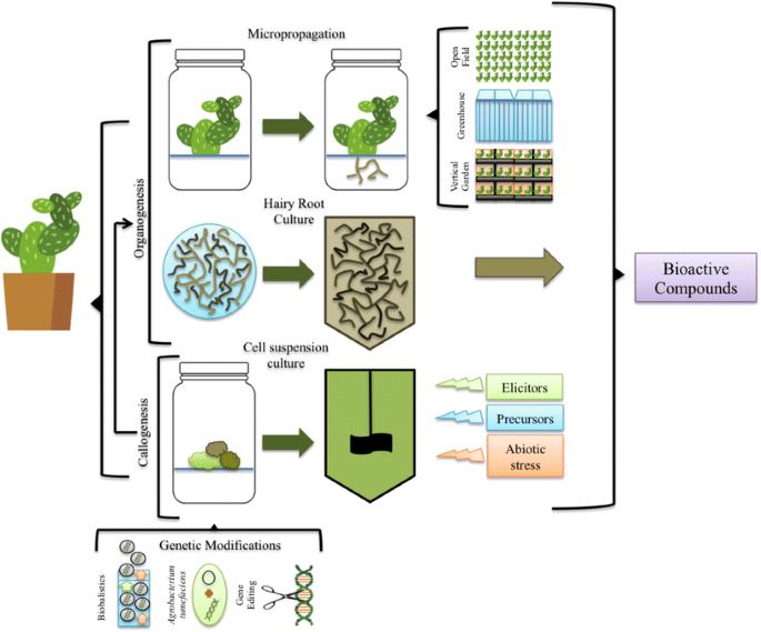 In Vitro Plant Tissue Culture Means For Production Of Biological Active Compounds Springerlink