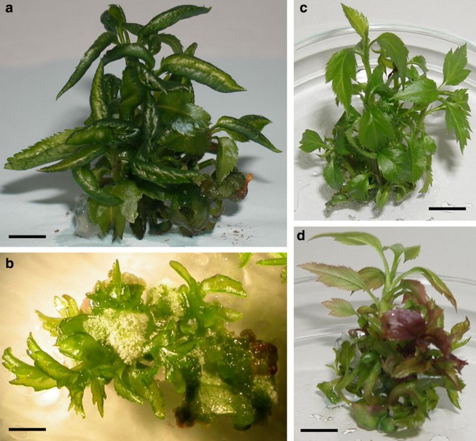 In vitro tissue culture of apple and other Malus species: recent advances  and applications | SpringerLink