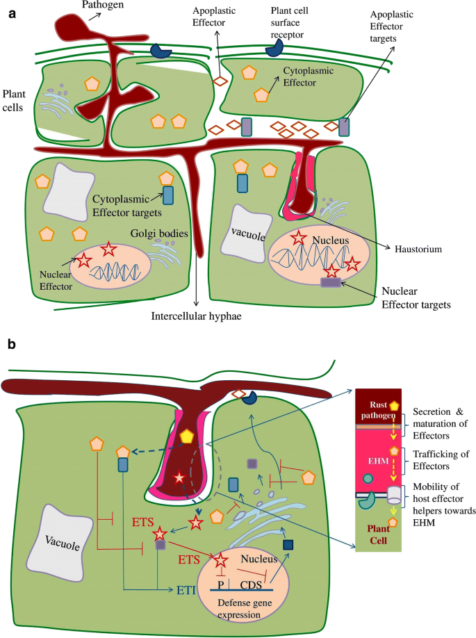 Rust pathogen effectors: perspectives in resistance breeding | SpringerLink Rust pathogen effectors: perspectives in resistance breeding | SpringerLink