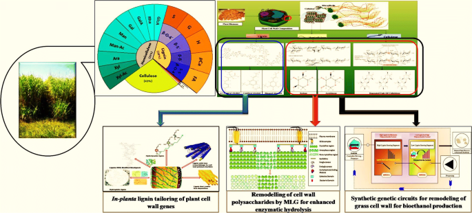 Engineering grass biomass for sustainable and enhanced bioethanol ...