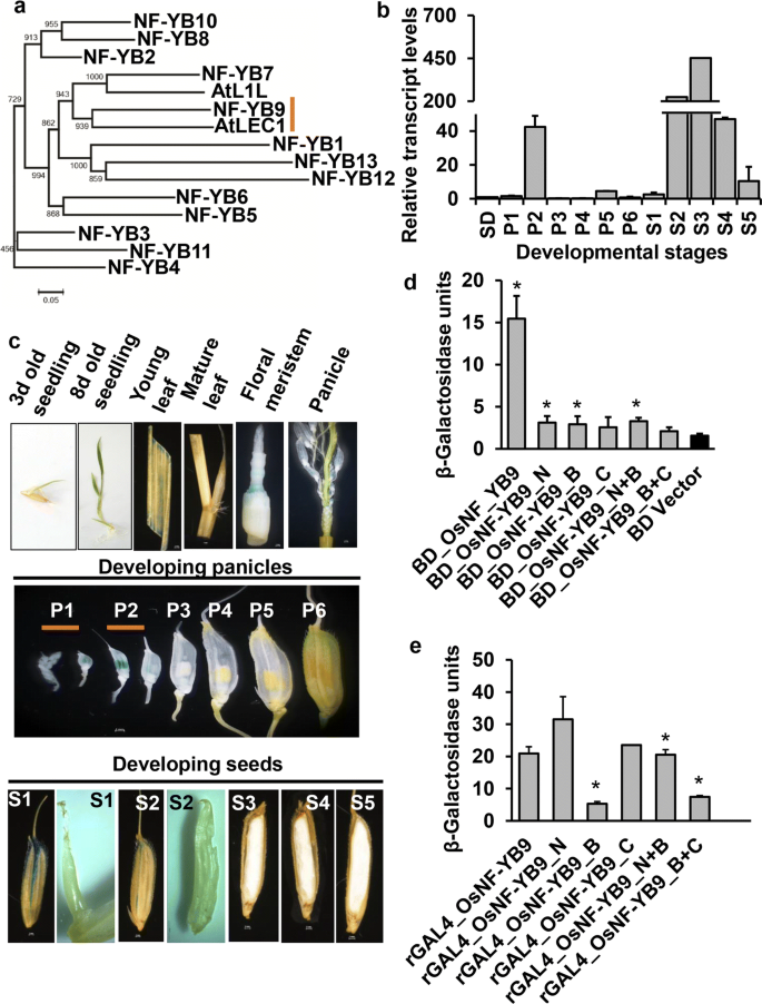 Transcription Factor Osnf Yb9 Regulates Reproductive Growth And Development In Rice Springerlink