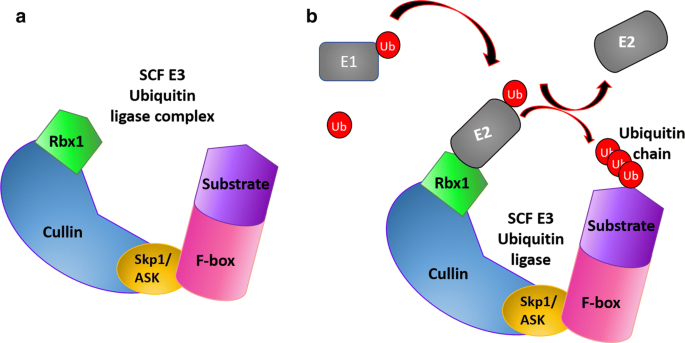 Diverse And Dynamic Roles Of F Box Proteins In Plant Biology Springerlink