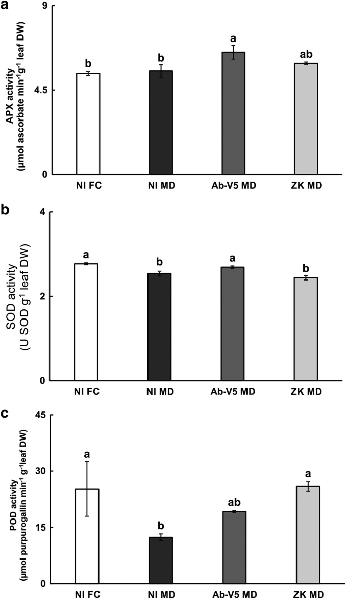 Plant Growth Promoting Bacteria Improve Leaf Antioxidant Metabolism Of Drought Stressed Neotropical Trees Springerlink