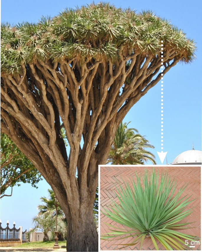 Wettability Water Absorption And Water Storage In Rosette Leaves Of The Dragon Tree Dracaena Draco L Springerlink Wettability Water Absorption And Water Storage In Rosette Leaves Of The Dragon Tree Dracaena Draco L Springerlink