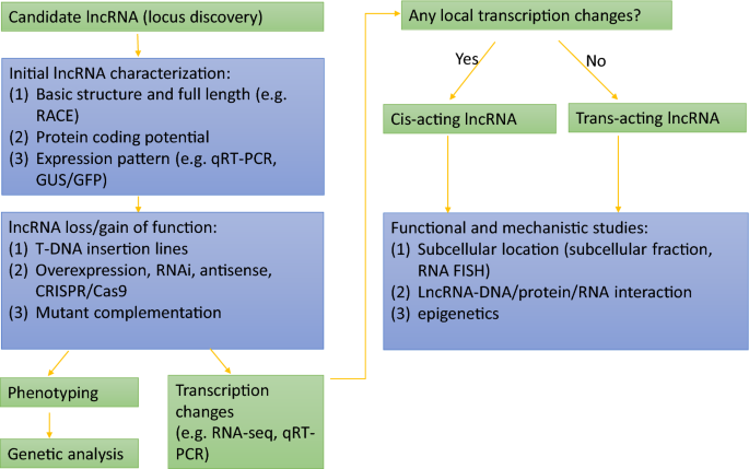 Characterization of long noncoding RNA and messenger RNA