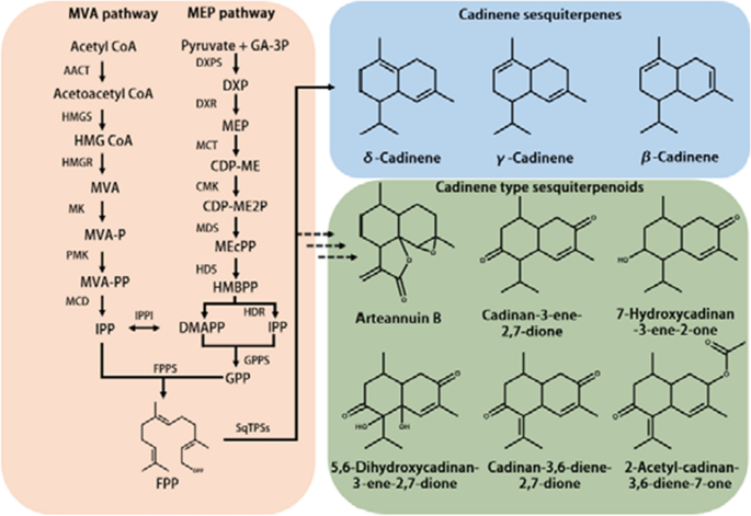 Comparative Transcriptome Analysis Of Sesquiterpene Biosynthesis And Functional Characterization Of Sesquiterpene Synthases In Leonurus Sibiricus L Springerlink