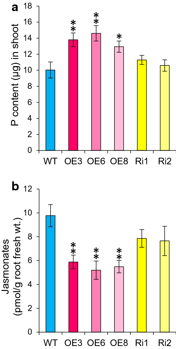 OsJAZ11 regulates phosphate starvation responses in rice | SpringerLink