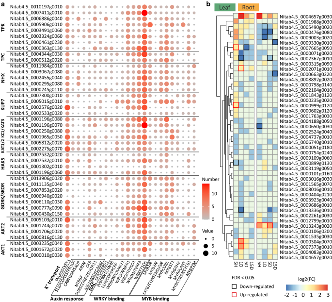 A spatial–temporal understanding of gene regulatory networks and  NtARF-mediated regulation of potassium accumulation in tobacco |  SpringerLink