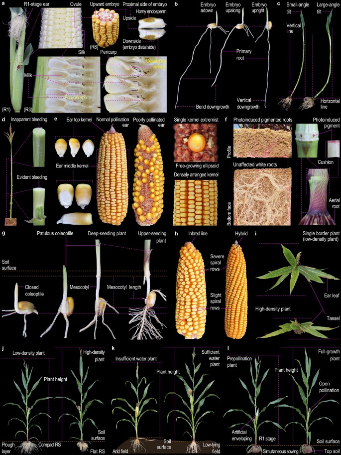 Novel insights into maize (Zea mays) development and organogenesis 
