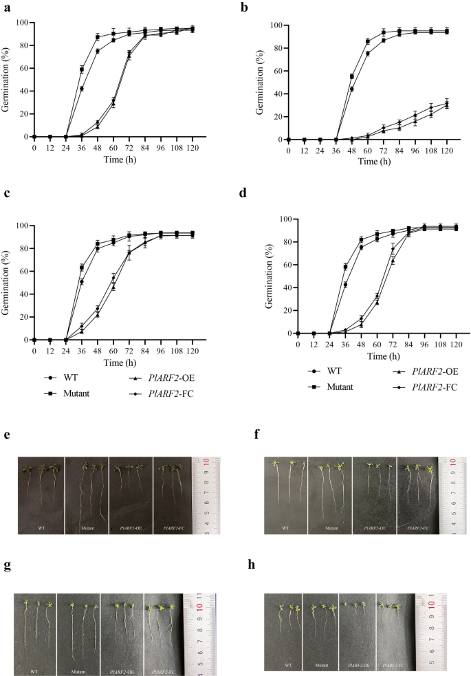 Unraveling the role of PlARF2 in regulating seed dormancy in 