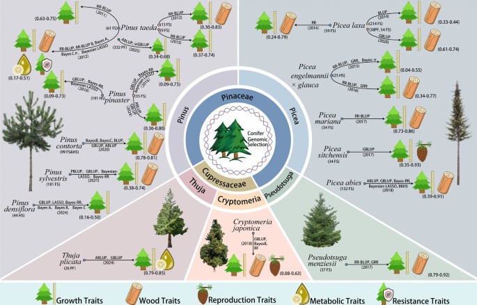 Application and development prospect of genomic selection breeding in ...
