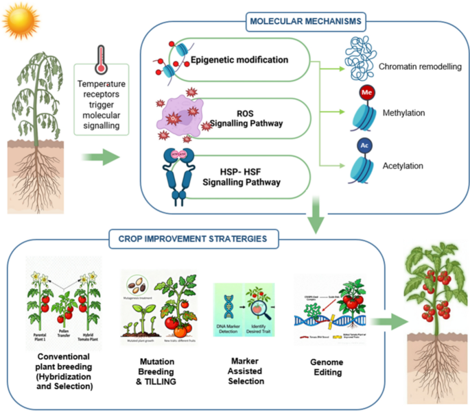 Scientific insights into genetic and physiological response of heat ...
