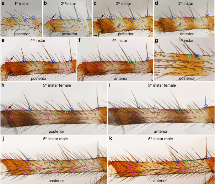 Proprioreceptive hair sensilla of C. salei at the tibia-metatarsus